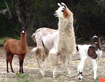 Valentine, Twist & Lola out for a stroll